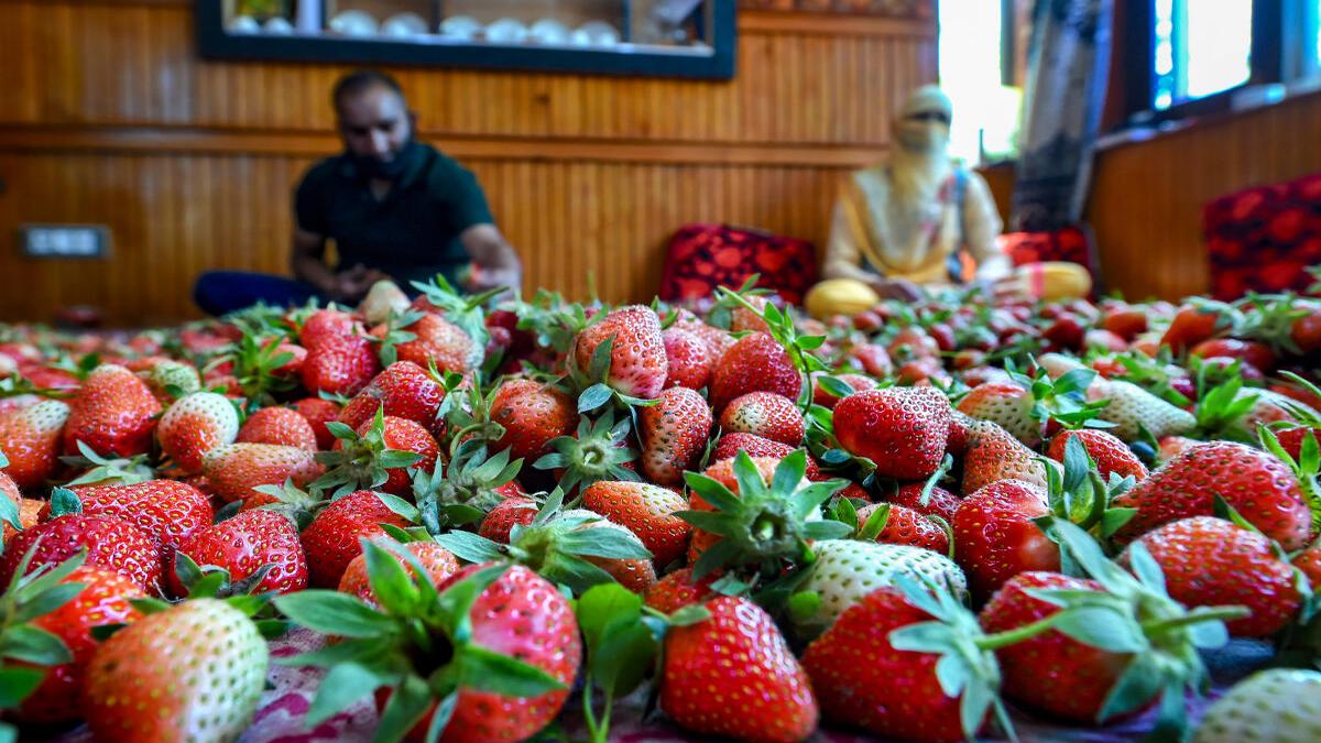 Watch Strawberry farmers in Kashmir face huge losses due to the lack