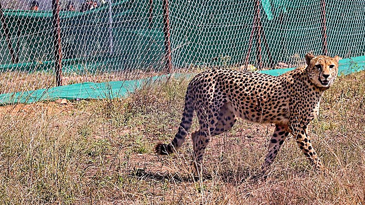 Can the cheetahs help India’s grasslands?