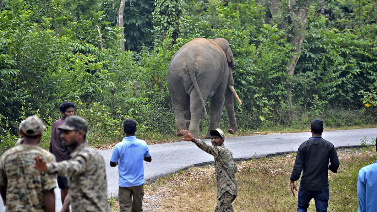 Karnataka to relocate 65 wild elephants from Hassan district, fix barricade to stop movement of tuskers