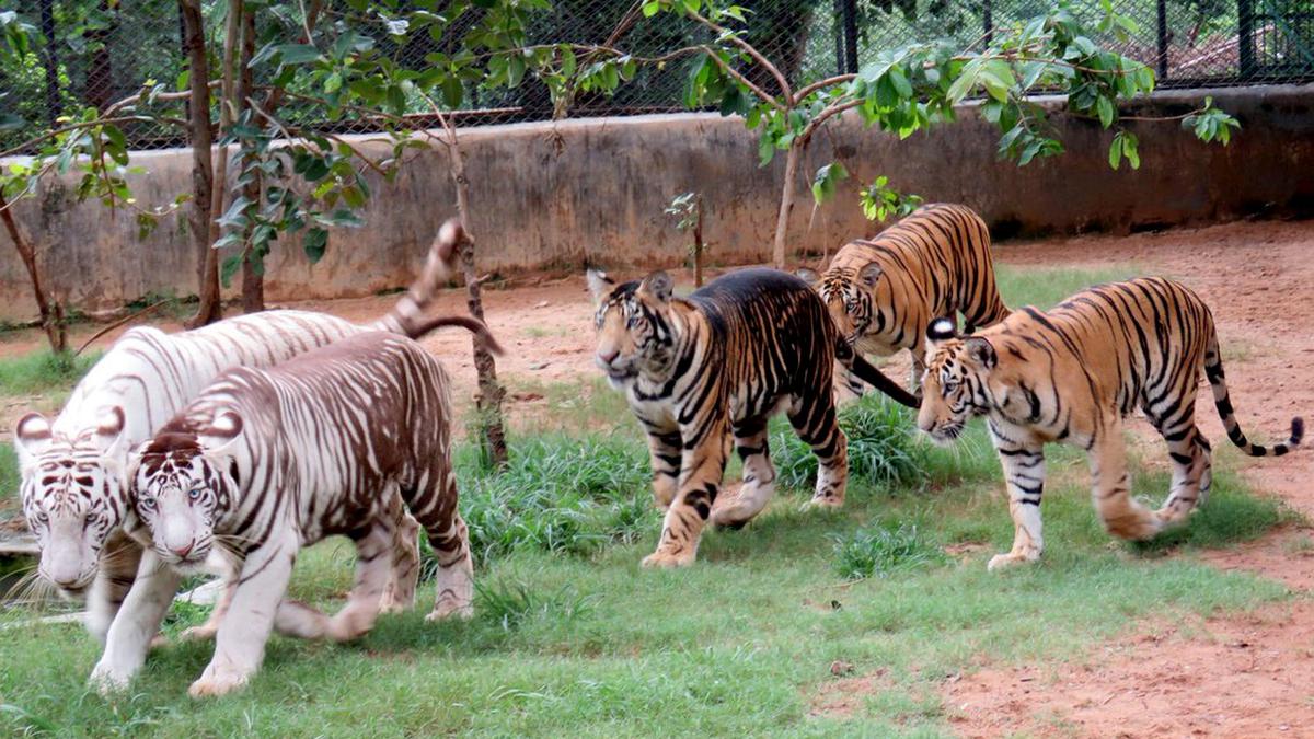 Melanistic tiger dies in Similipal Tiger Reserve