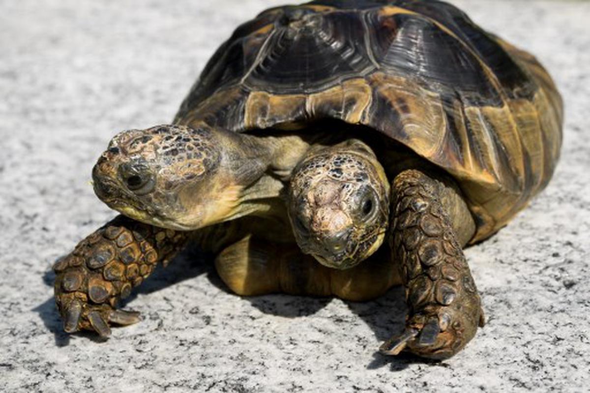 Two-headed turtle born in Malaysia - The Hindu