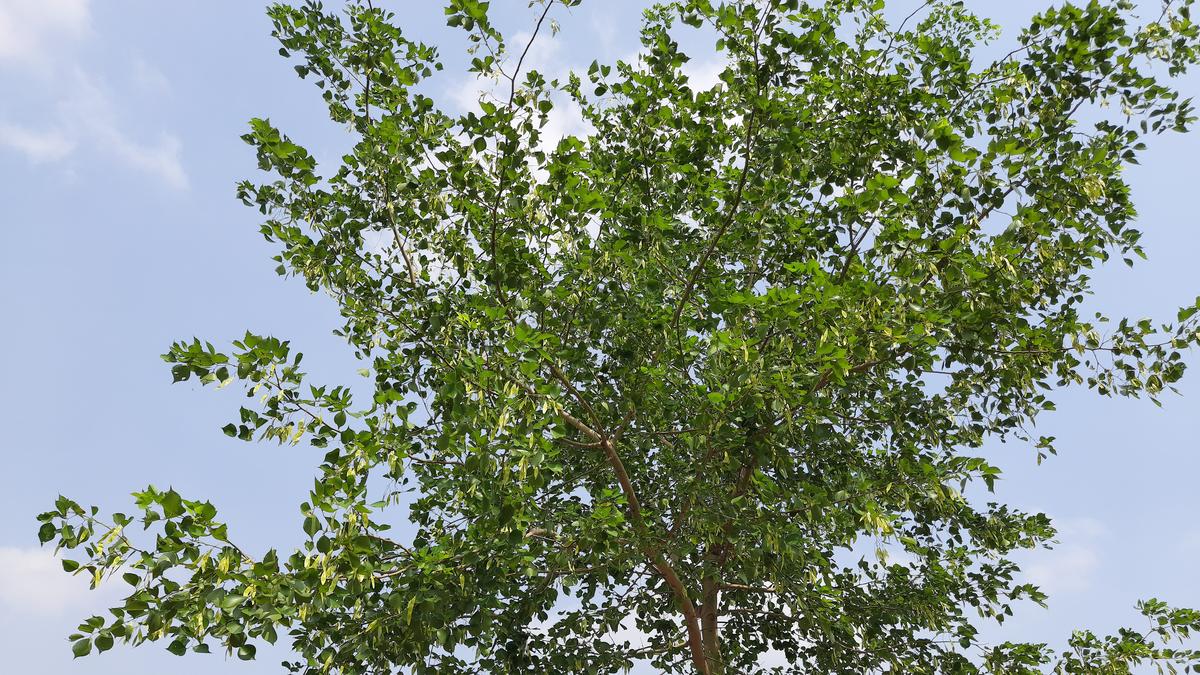Tamil Nadu has lowest density of rosewood tree population in south India, finds study