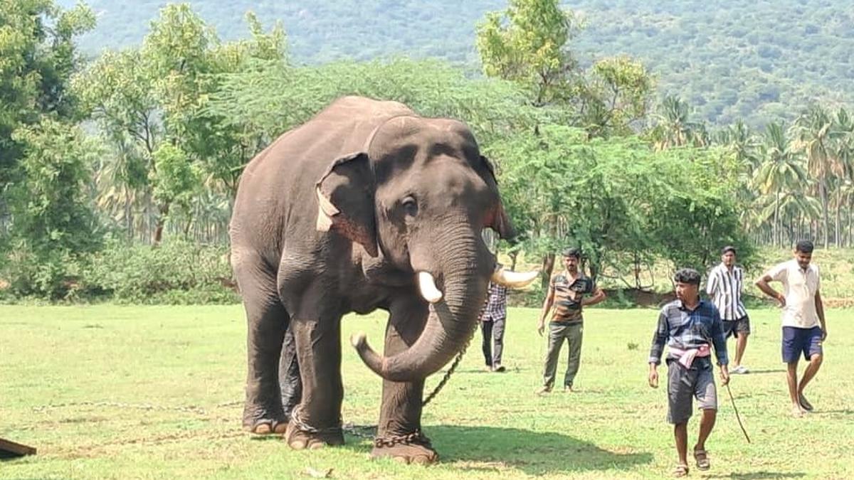 https://th-i.thgim.com/public/incoming/d3hljs/article70155537.ece/alternates/LANDSCAPE_1200/Chinnathambi.jpeg
