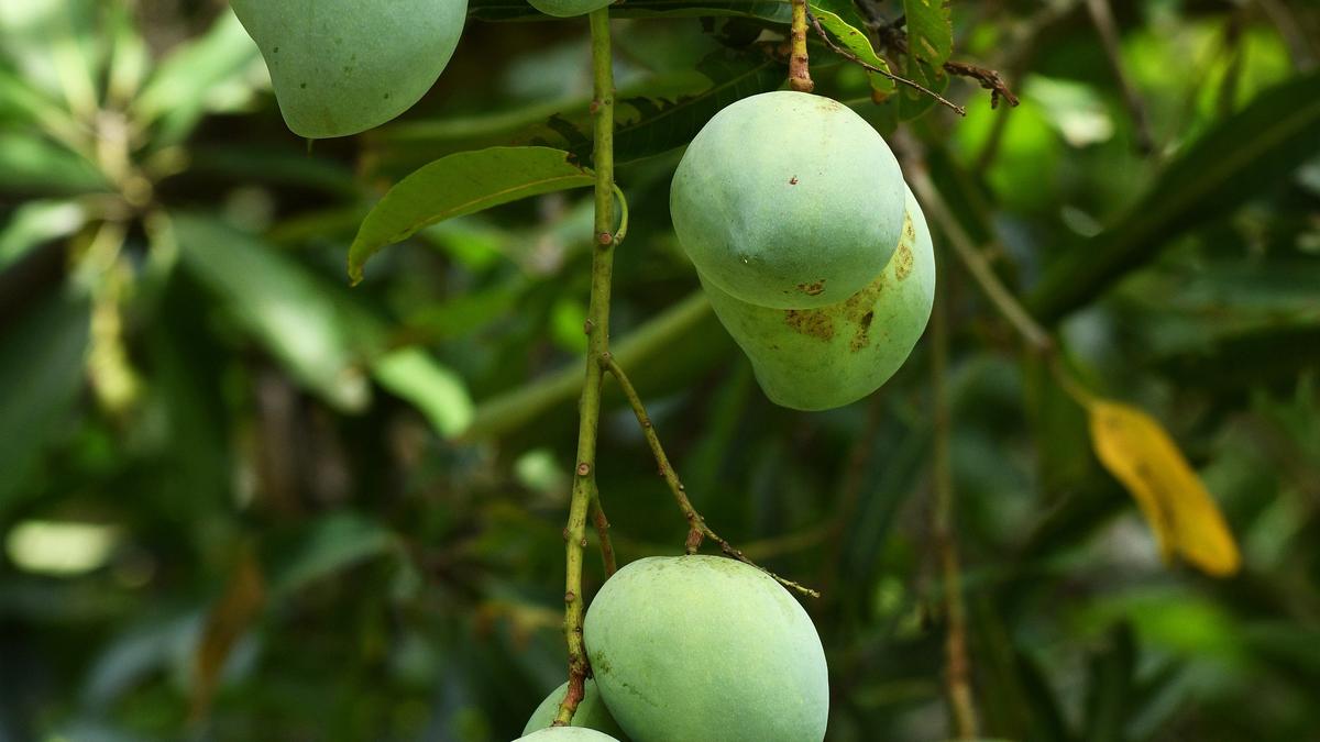 Mangoes in Tamil Nadu hit by excessive heat, but farmers hopeful