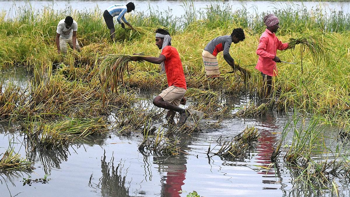 Conservationists sceptical about promise of ₹10-crore support for pokkali rice farming