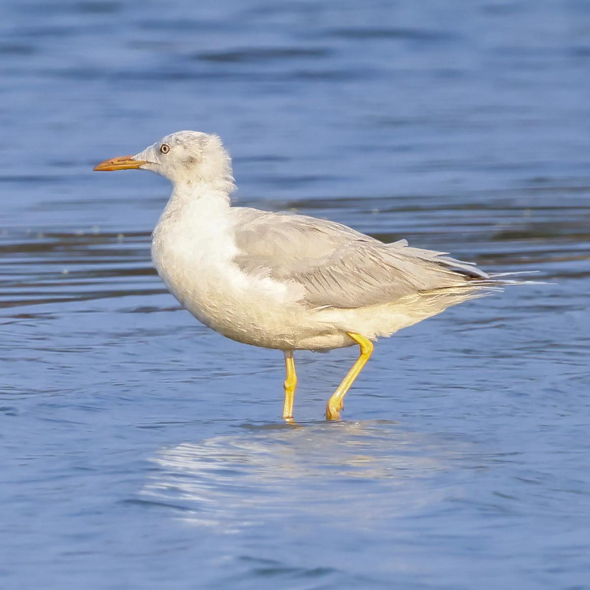 A thin seagull view and photographed by the professional and observer of Satechish Kumar birds in the Great Salt Lake section in front of the SSN school in Kalavakkam in Rajiv Gandhi Salai on May 3, 2025. 
