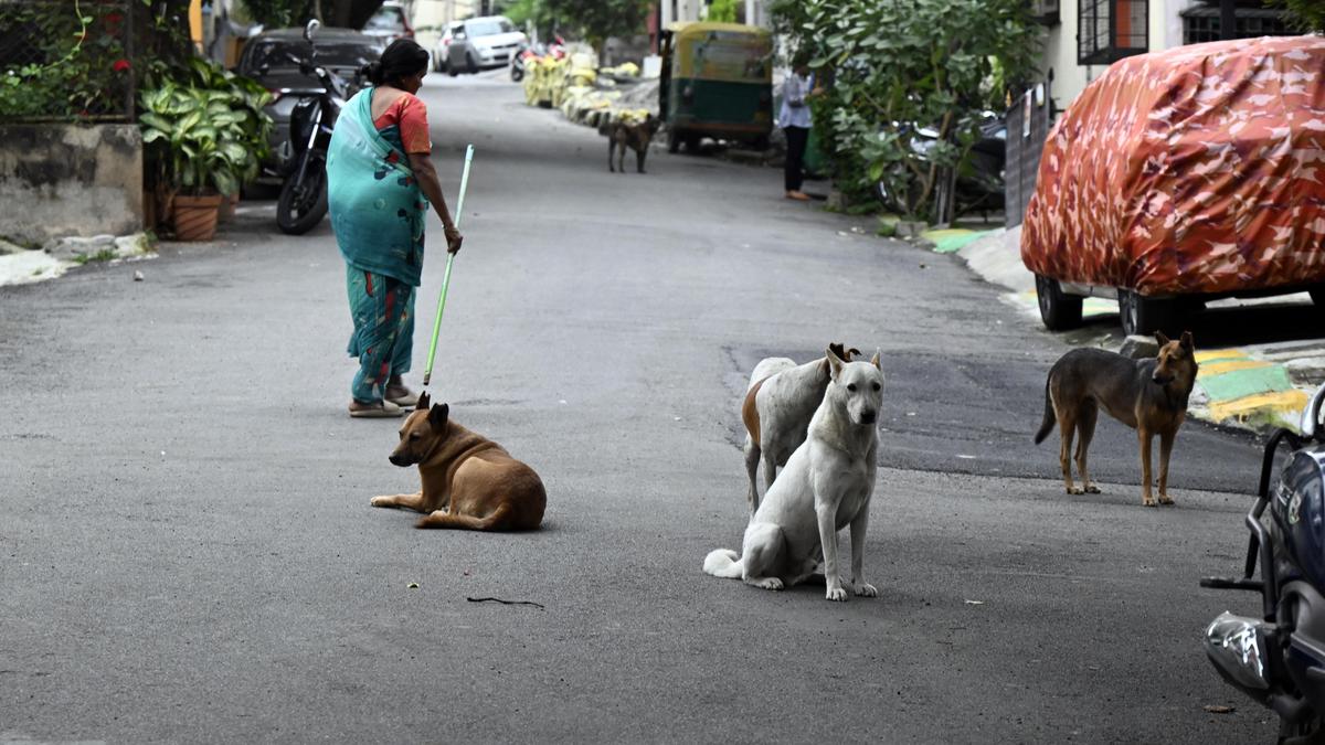 Stray dog issue: Fresh SC directives reignite hope for erstwhile BBMP’s ‘model blueprint’