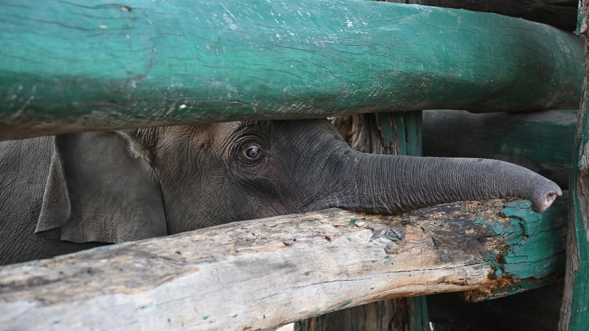 Call to end elephant exhibits in zoos where ‘animals age rapidly, die slowly’