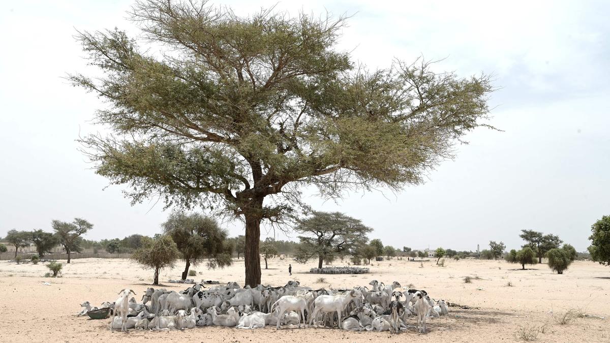 All you need to know about: Rift Valley Fever