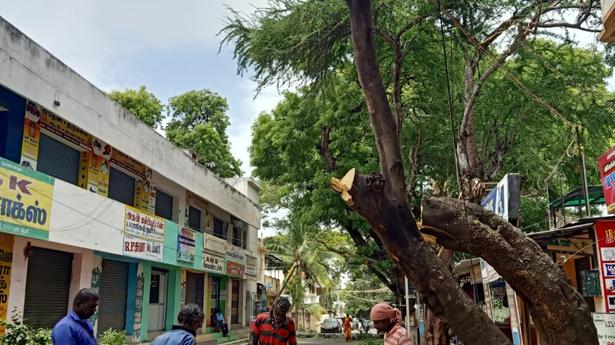 Activists stop unauthorised tree felling in Theni town; Collector orders probe