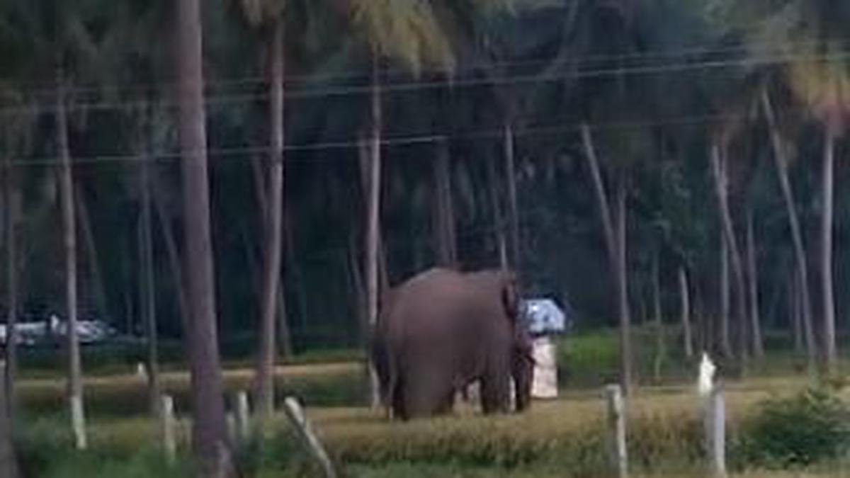 Farmer injured in wild elephant attack near Vellore, Forest Department team to attempt to relocate animal to A.P. sanctuary