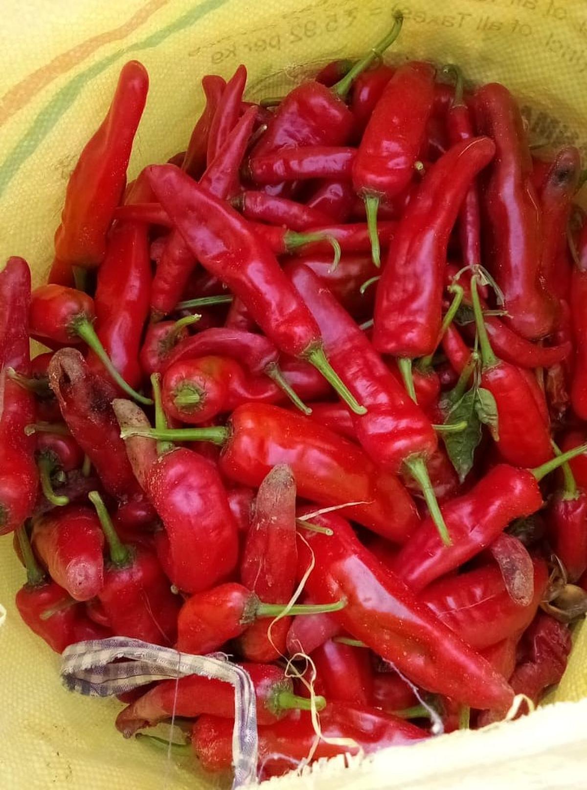 Harvested chapata chilli. File photo