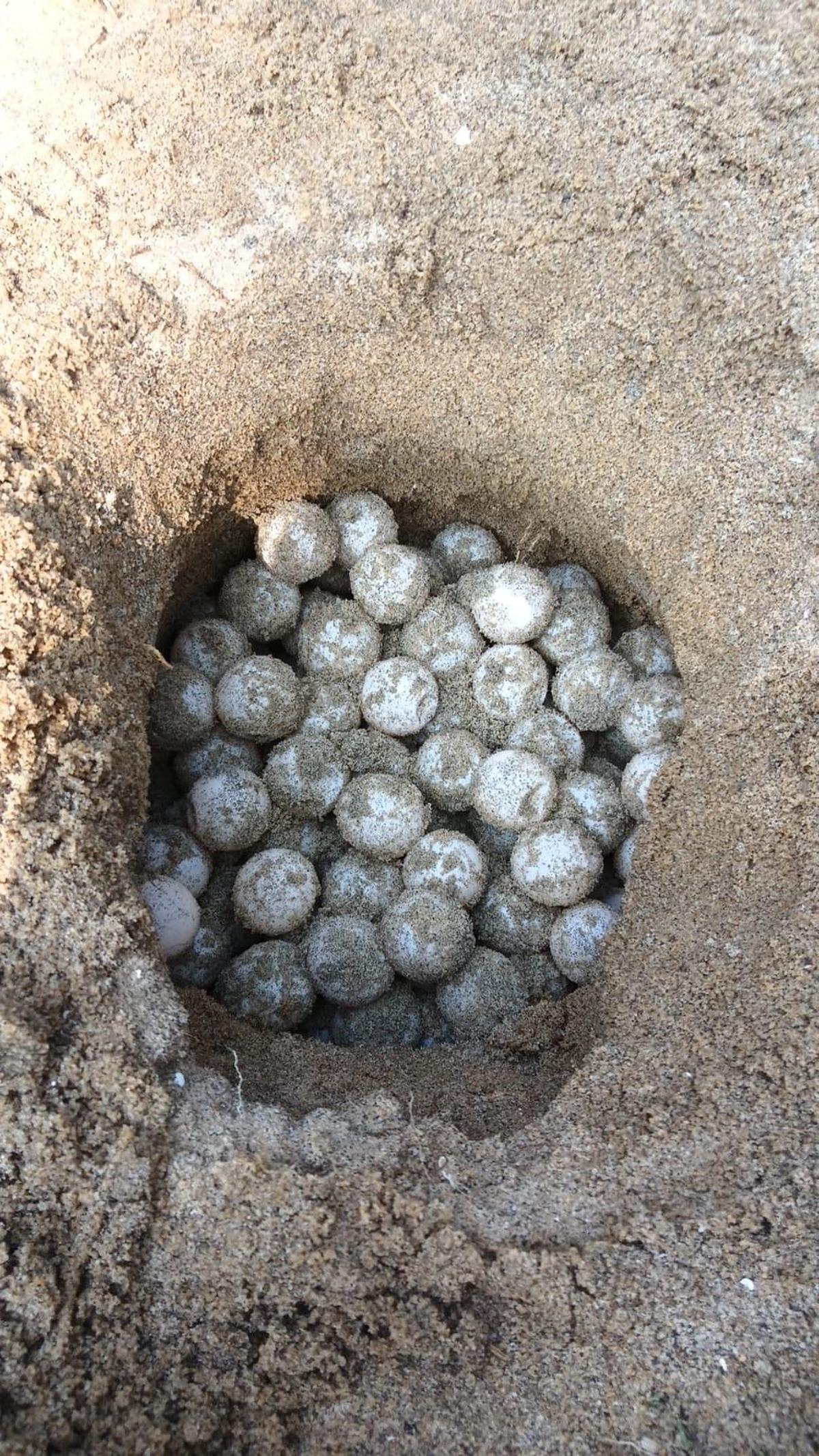 Olive Ridley turtle eggs relocated by volunteers at Kolavippalam, Kozhikode Olive Ridley turtle eggs relocated by volunteers at Kolavippalam, Kozhikode