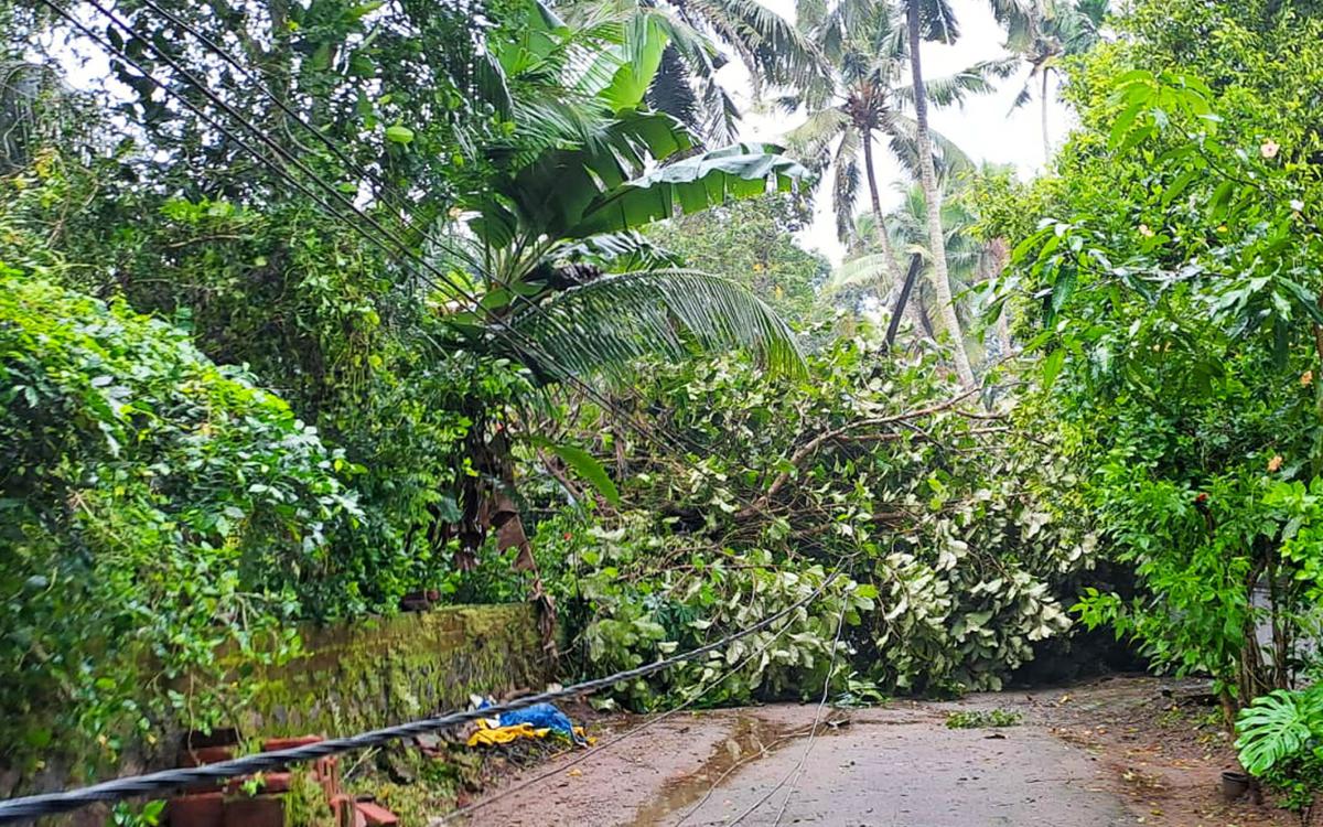 When uprooted trees snapped power lines in a whirlwind at Nandipulam in Thrissur on Friday. 