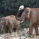 80759 22 3 2025 19 35 37 3 ELEPHANTPLASTIC2