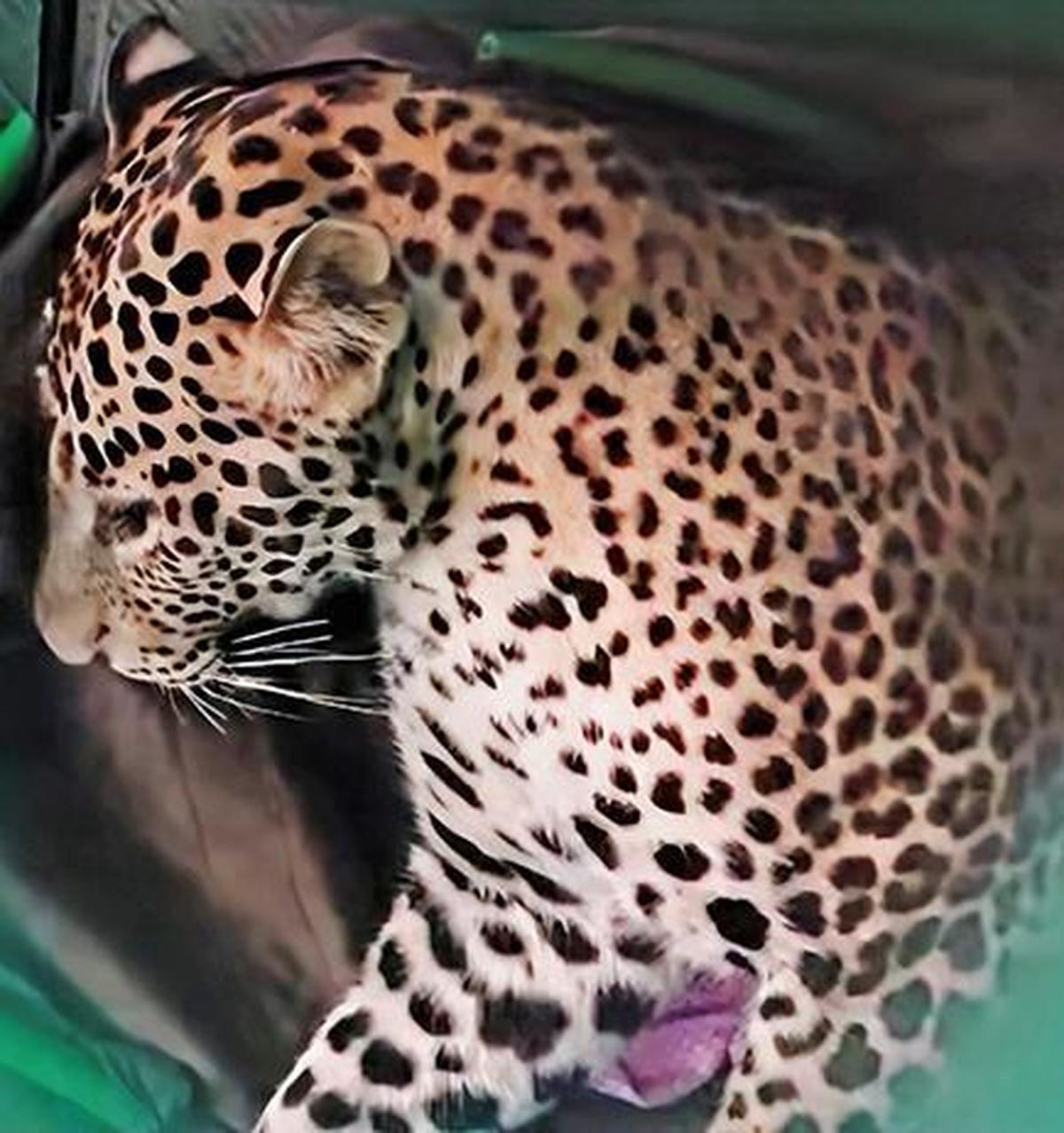 Watch: Leopard attack in Madhya Pradesh causes mayhem, 4 injured
