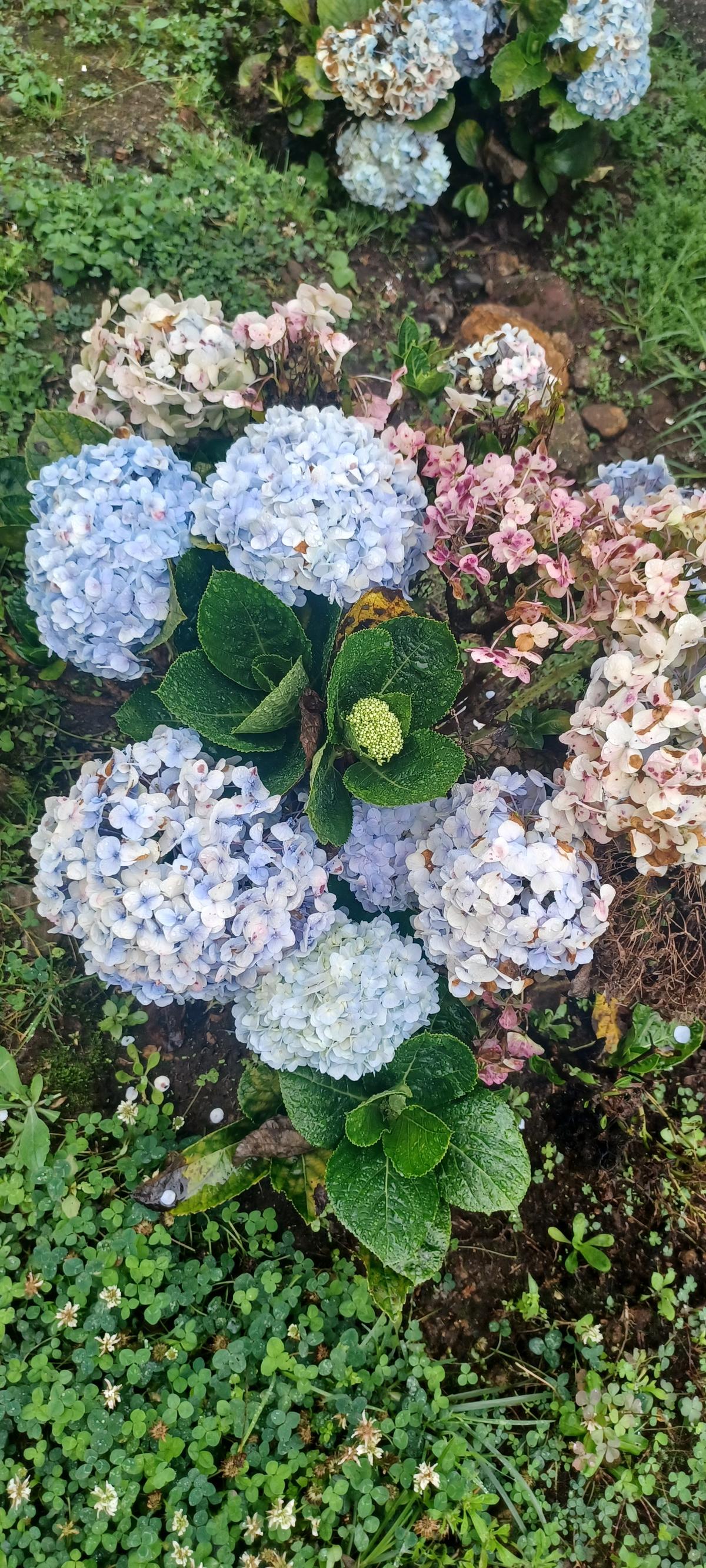 Colourful blooms at Attuvampatti