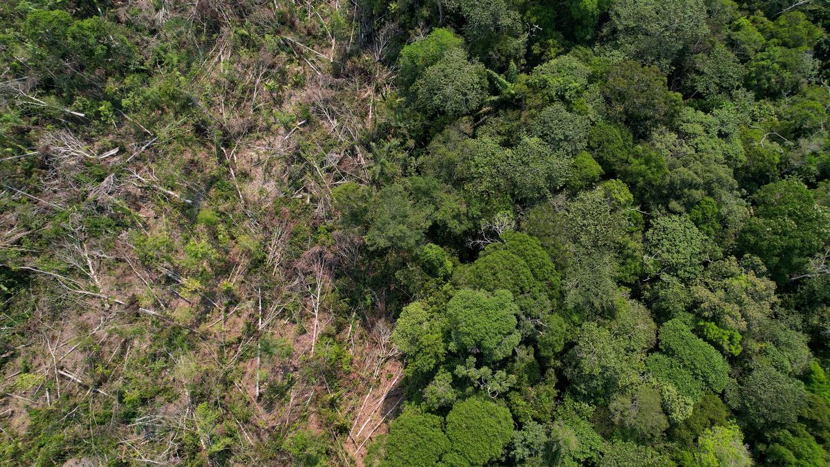 EU envoys agree implementation delay of deforestation law - The Hindu