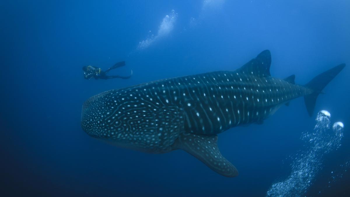 Sci-Five | The Hindu Science Quiz: On Whale Sharks