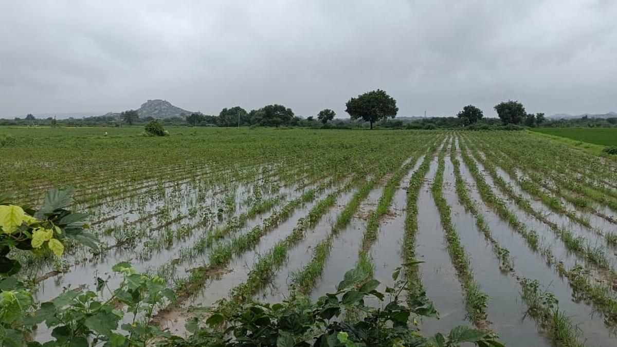 Yadgir officers told to submit crop loss survey report expeditiously