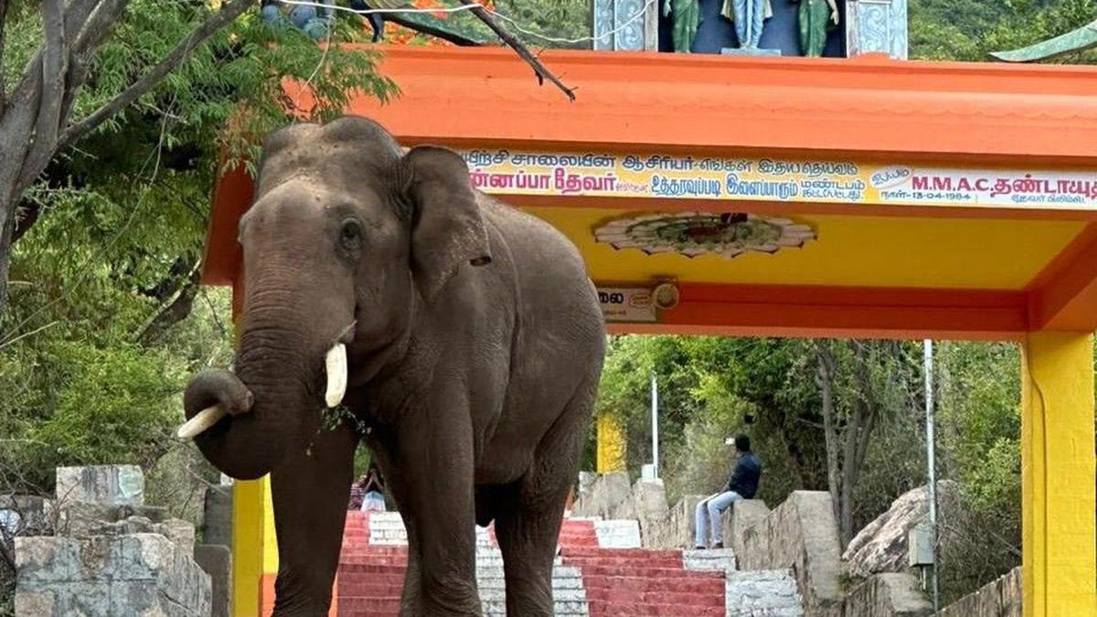 HR and CE Dept. advised to restrict darshan timings at Marudhamalai and Anuvavi temples in Coimbatore due to elephant movement