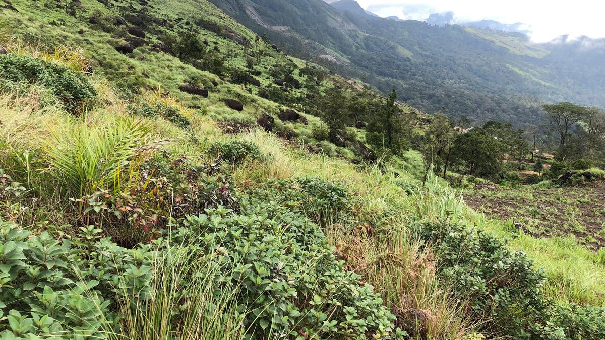 Board seeks report on biodiversity destruction in Chokramudi hills