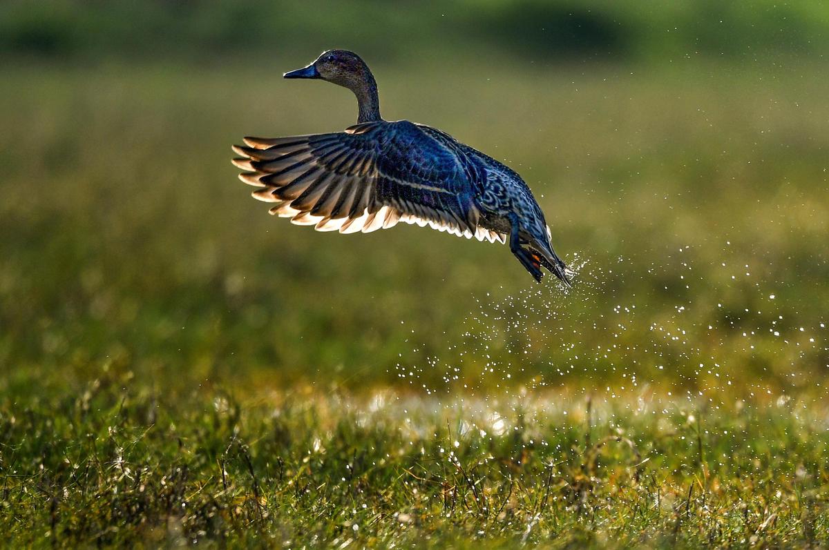 Um arrabio do norte.