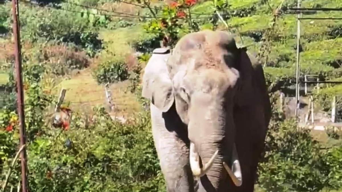 Forest dept. issues alert after four wild elephants in musth roam near Munnar town