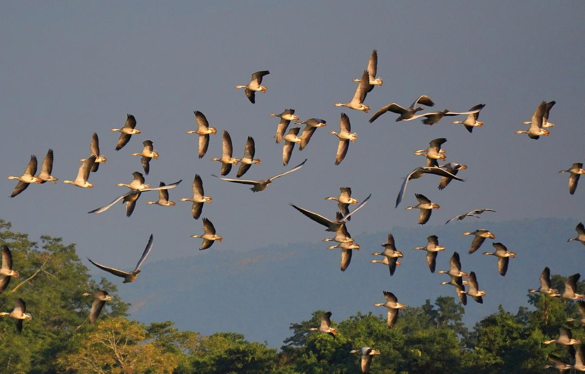 Assam's Kaziranga National Park records 27% increase in waterbirds - The Hindu
