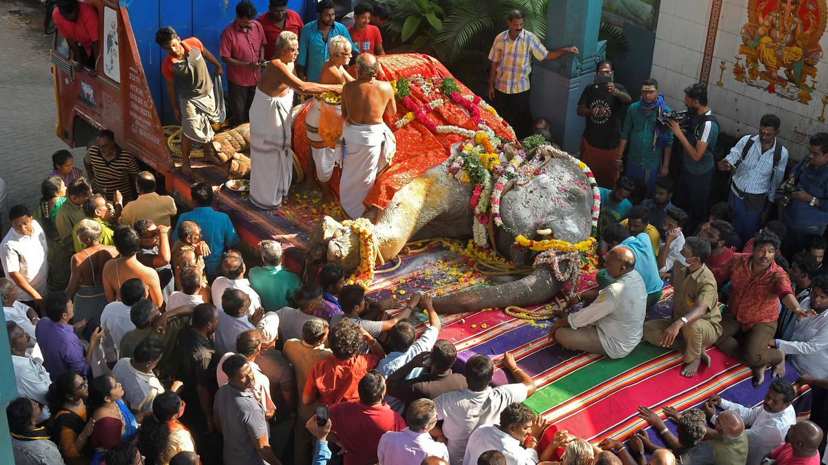 Sacred and shackled: Tamil Nadu’s temple elephants
Premium
