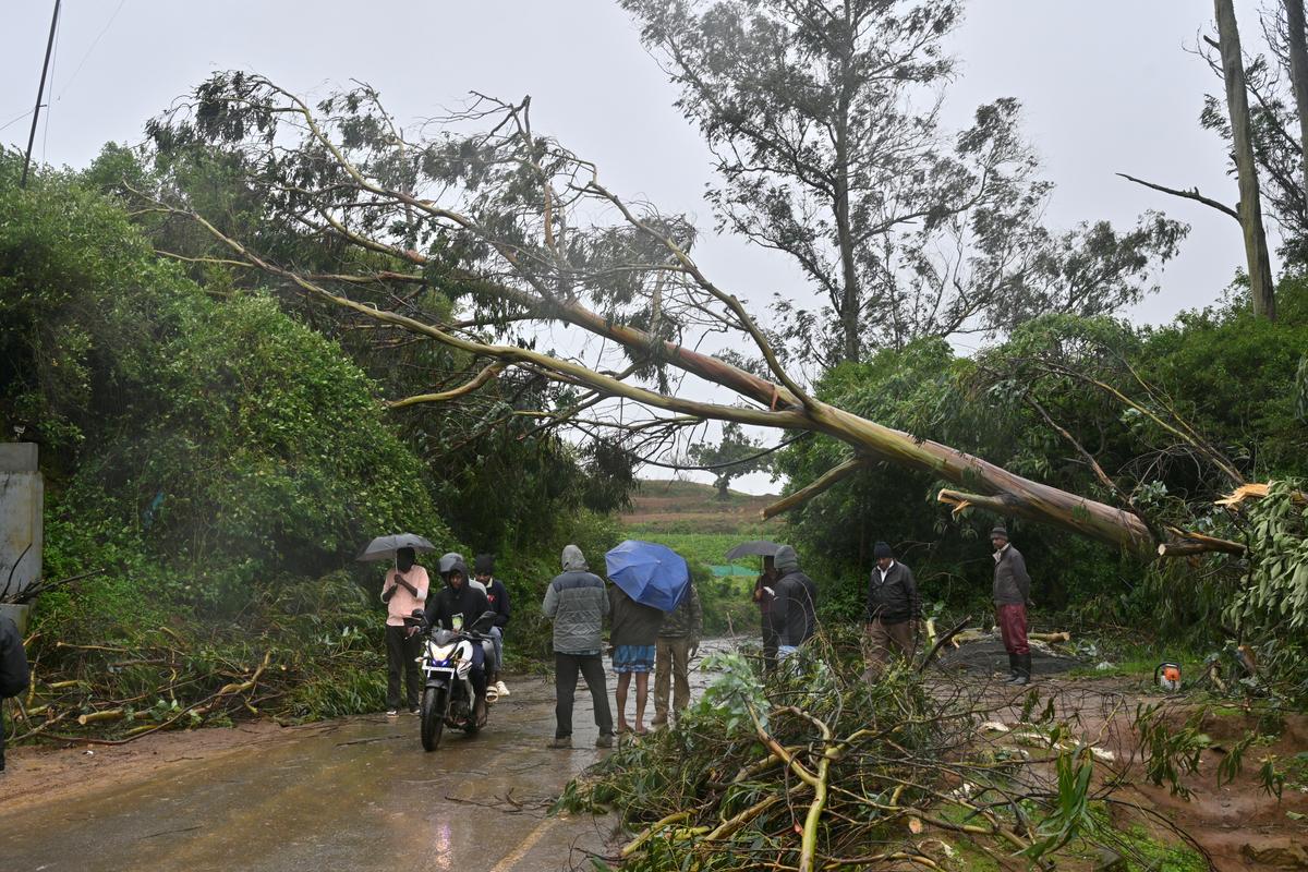 As rain continued in the Nilgiris, tree falls were reported across the district on June 16, 2025