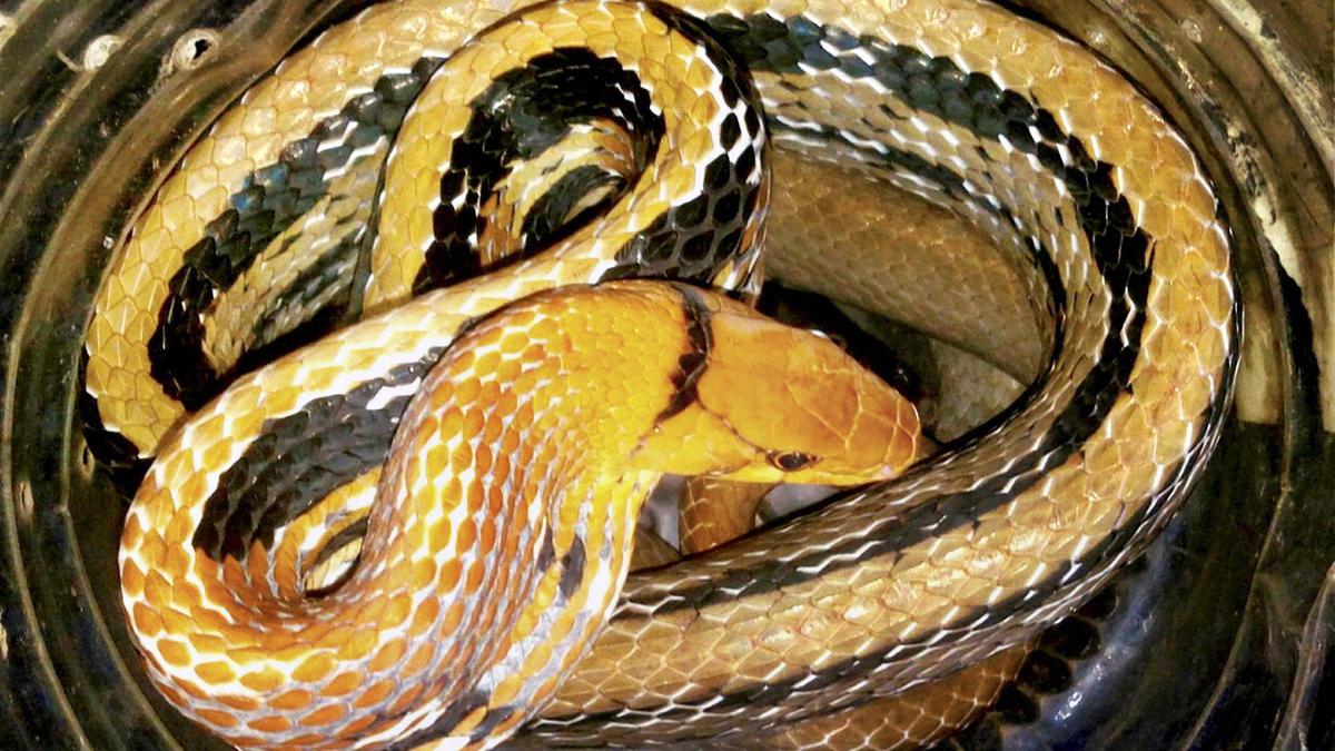 9,438 snakebite cases in Jharkhand since 2022, health department asks doctors to comply with guidelines