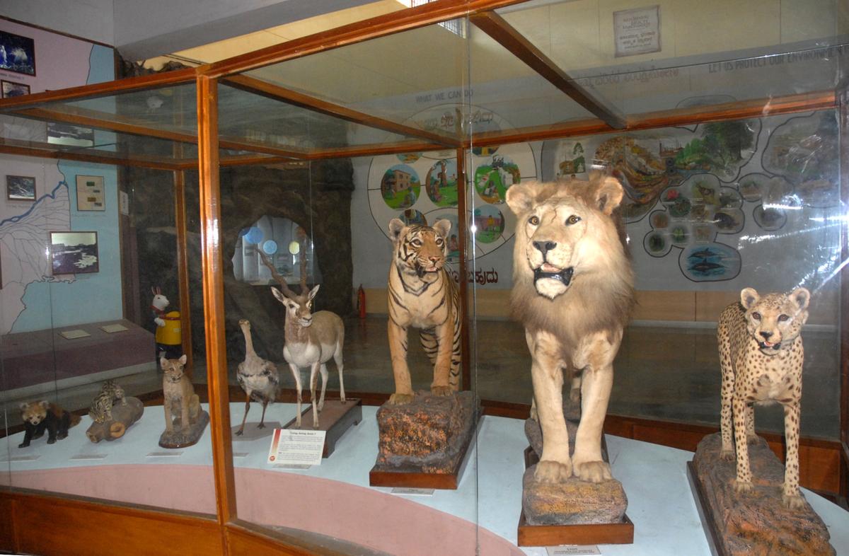 Exhibits on display at the Regional Museum of Natural History in Mysuru.