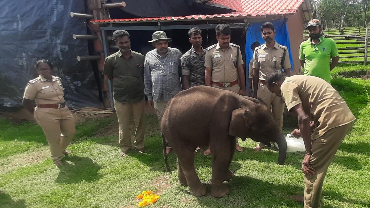 Elephant calf separated from mother near Coimbatore shifted to Theppakadu elephant camp