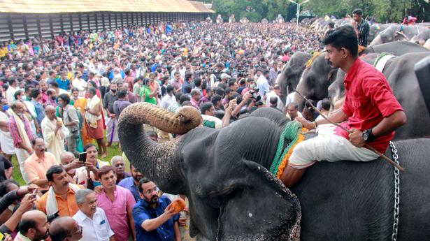 Thousands flock to see feasting jumbos  