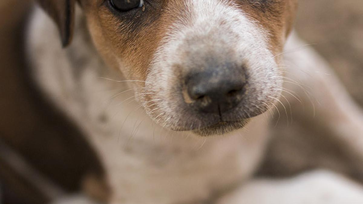 Sixteen Indie pups adopted at GHMC fair in Hyderabad