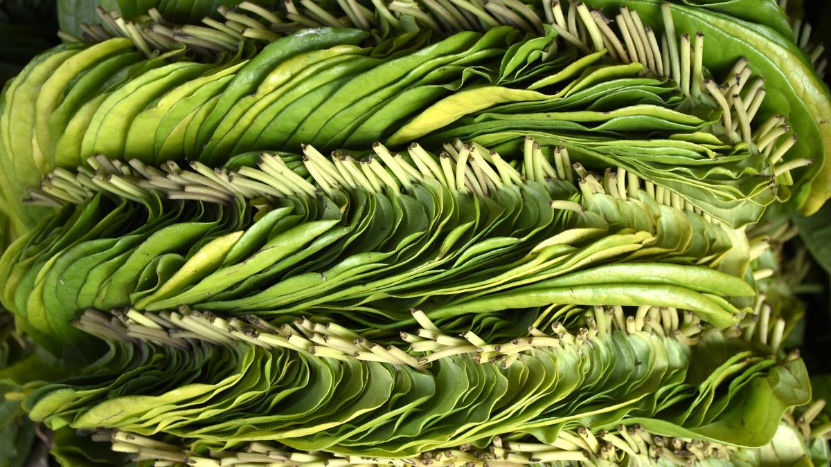 Export of Kumbakonam betel leaves goes up
