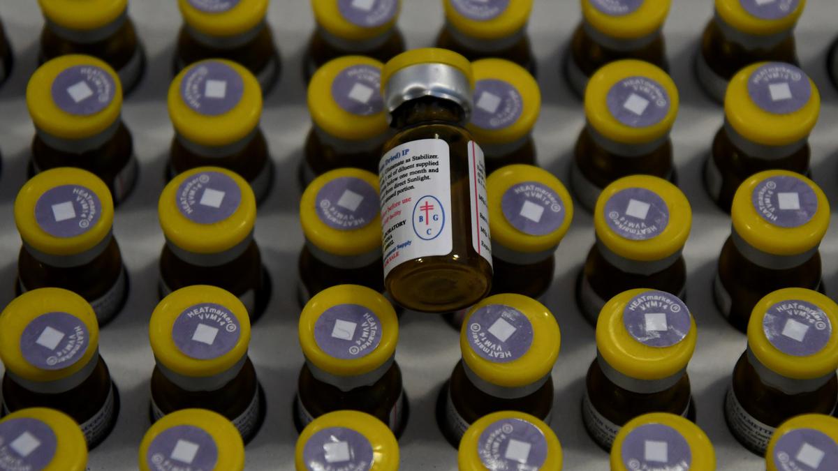 Pourquoi c’est important |  Le vaccin BCG fonctionne-t-il pour l’infection au Covid-19 ?