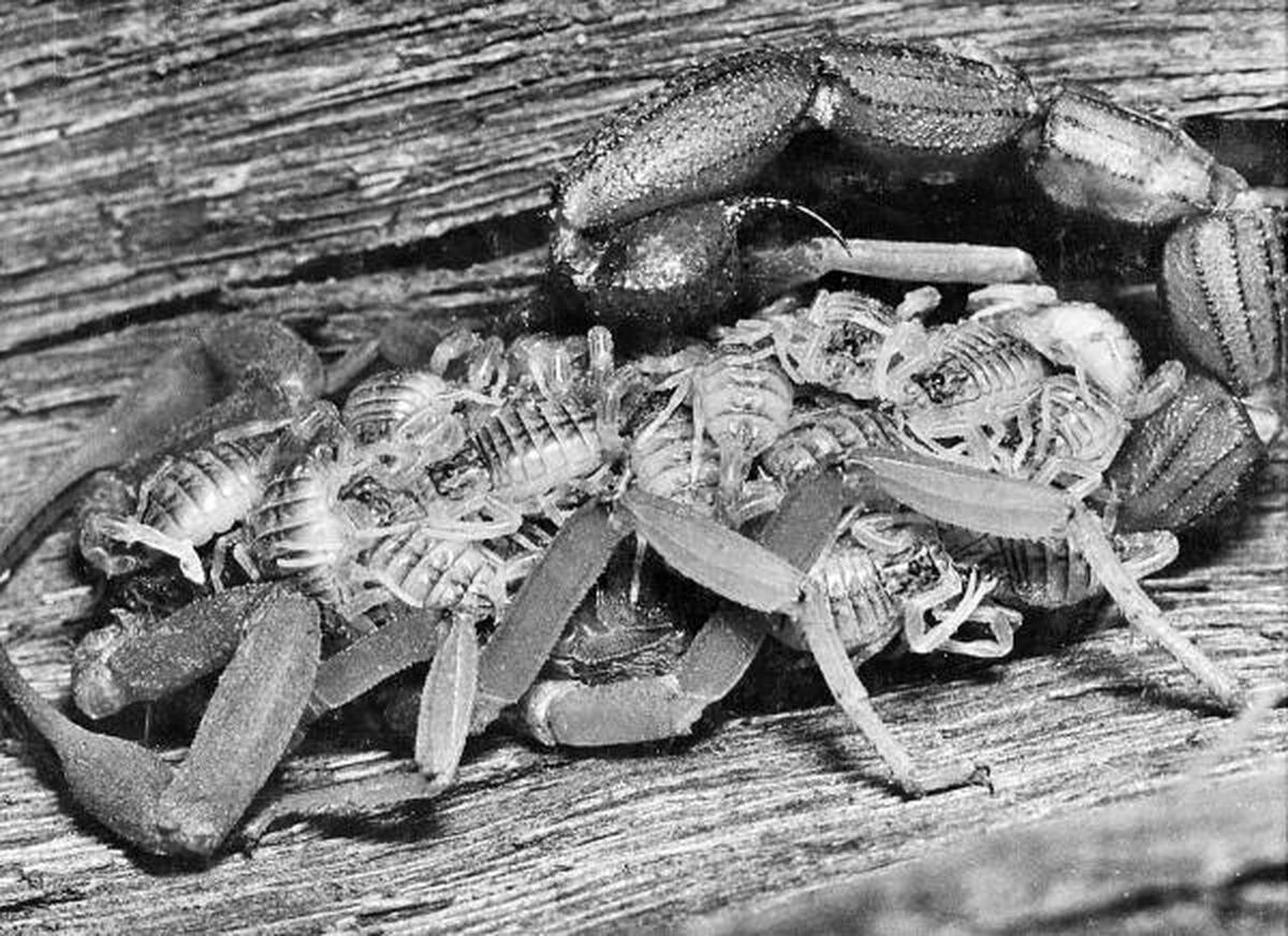 Jayaram’s black-and-white image of a scorpion relaxing with moulting young ones on her back  won him the silver at an international exhibition of photography at Los Angeles