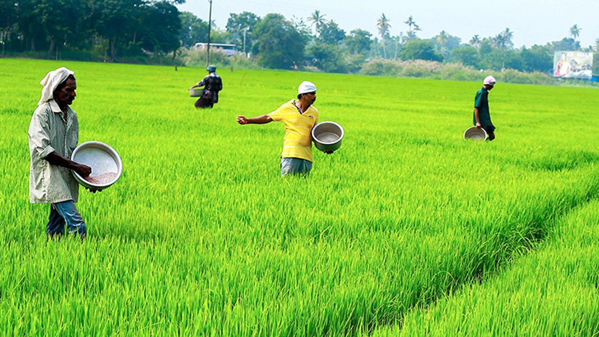 Kerala Assembly: Agriculture Minister calls for State-specific MSP to address high paddy production costs