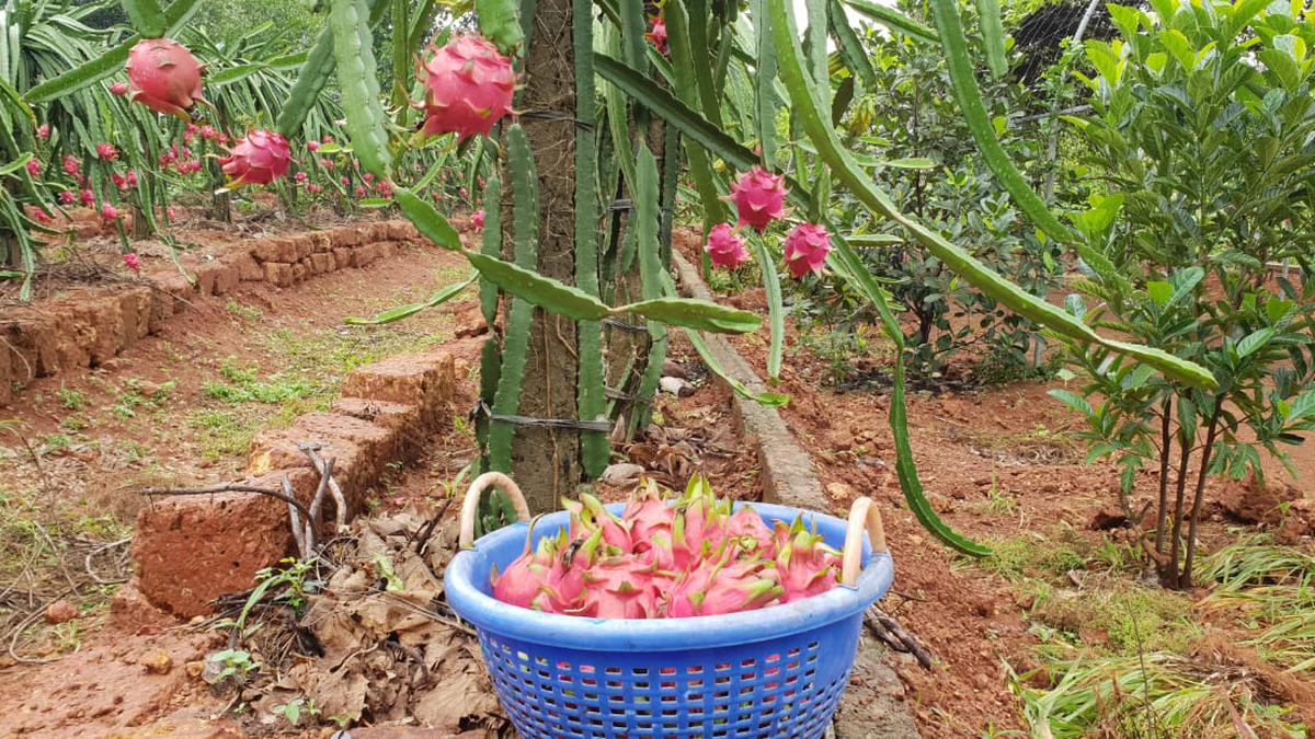 Centre to promote dragon fruit cultivation in 50,000 hectares