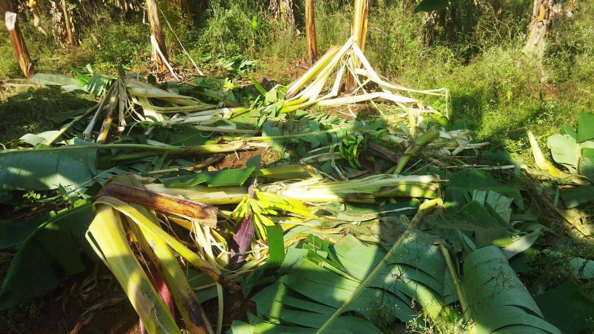 Wild elephants continue to damage crops in Thadagam Valley villages in Coimbatore