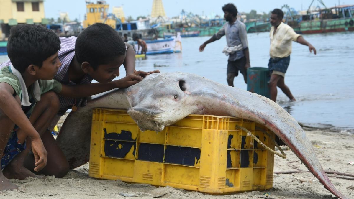 Rameswaram fishermen return with big catch, but unhappy with low price