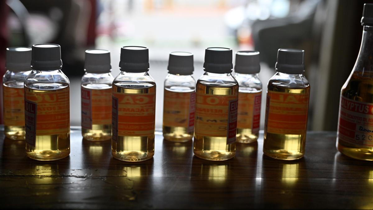 Synthetic variants, vanishing trees threaten legacy of the Nilgiris eucalyptus oil