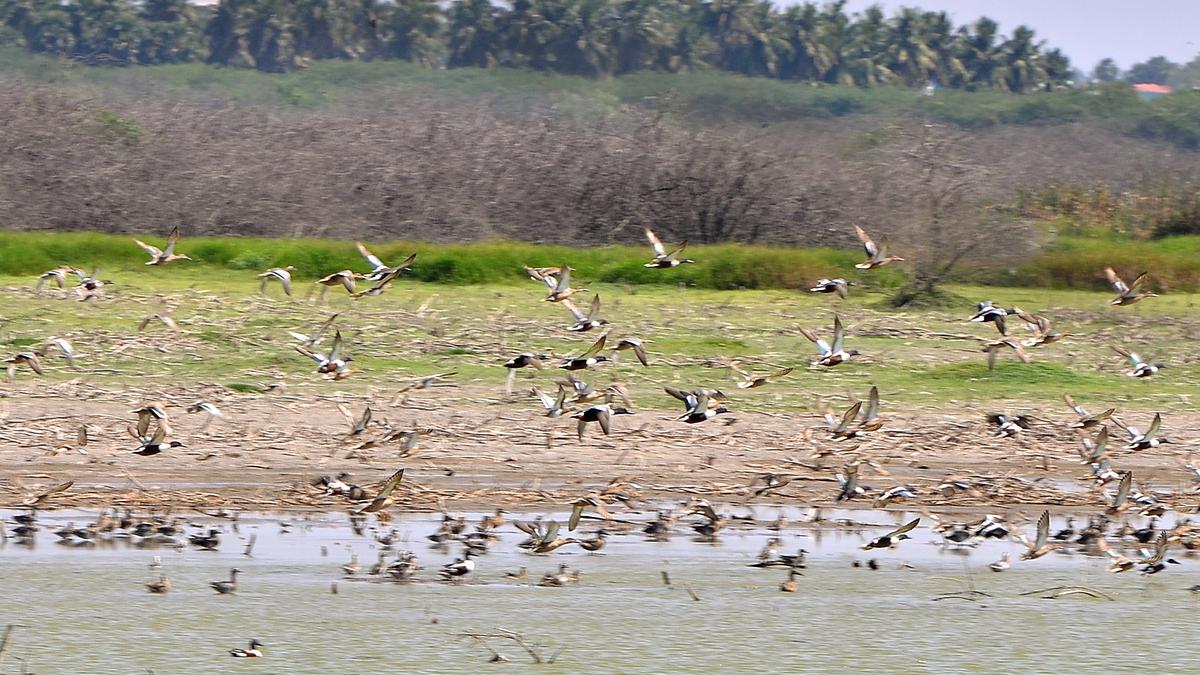 HC initiates suo motu proceedings to preserve, declare Samanatham tank in Madurai as bird sanctuary