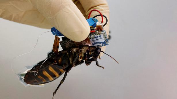 Watch | What is a Cyborg Cockroach and how can it save lives?