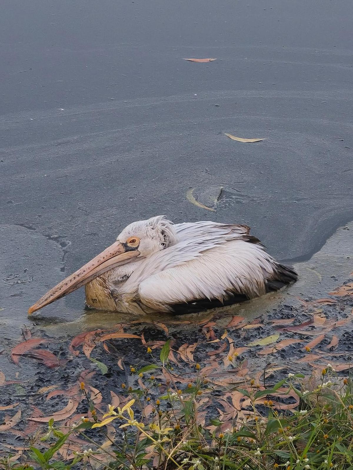 Residents of Doddagubbi in East Bengaluru have raised serious concerns over the deteriorating condition of the Doddagubbi lake, claiming that increasing pollution is killing fish and birds in the waterbody.. 