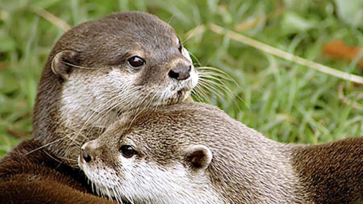 ‘River pits,’ caused by unregulated release of water from dams, pose threat to endangered otters along Moyar River in Nilgiris