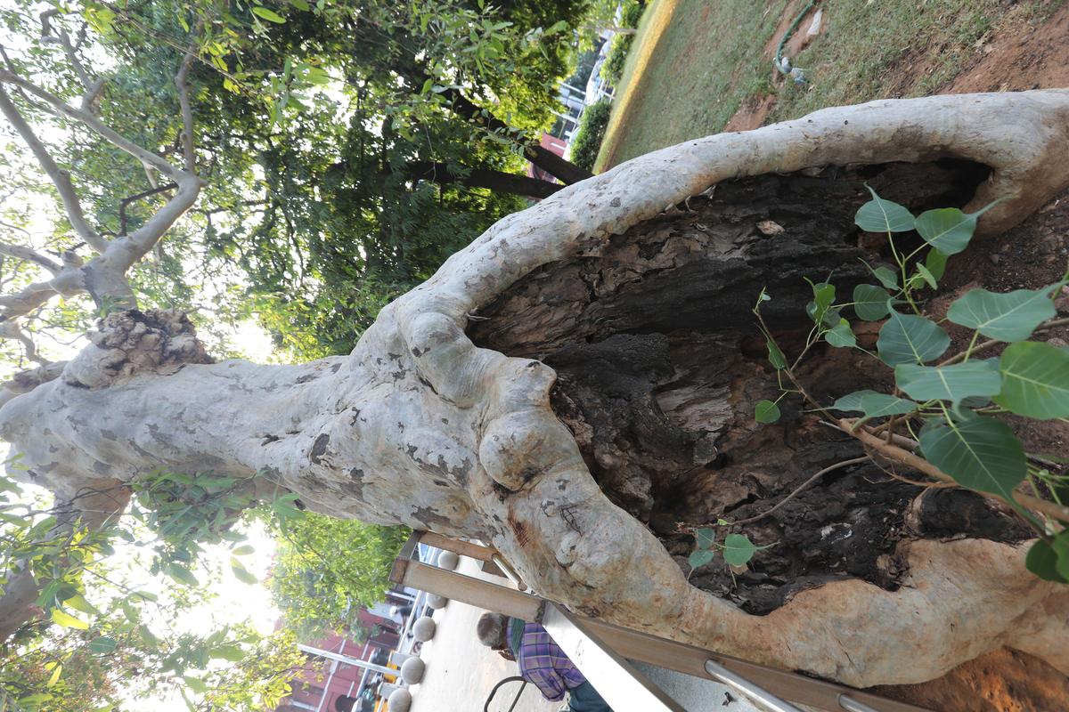 At the Marina beach, an old Neermaruthu tree whose buttress has been chewed out, and in the huge hollow, an opportune young Peepal tree grows. The inside of the hollowed-out buttress bears a burnt look, the black inside contrasting with the natural whiteness on the outer surface of the intact buttress and the trunk. The image was taken on August 6, 2025.