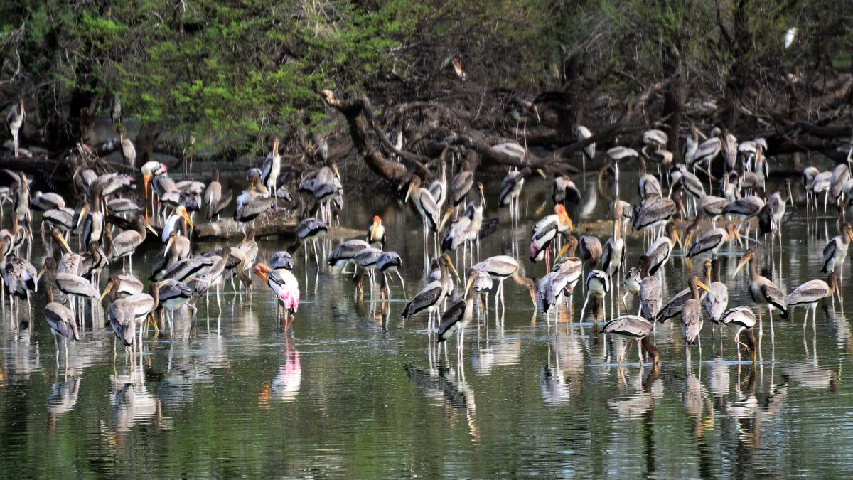 T.N.’s Ramsar bounty: Cruising on wetland wealth